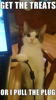 a cat sitting on top of a chair next to a laptop computer with caption that reads, get the treats or i pull the plug