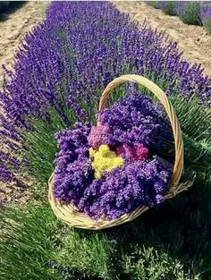 a basket filled with purple flowers sitting on top of a lush green field