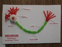 a neuron toy is displayed on a piece of paper