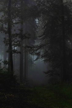 a dark forest filled with lots of tall trees