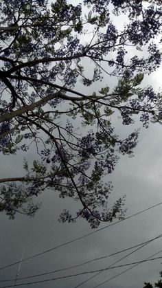 the sky is very cloudy and there are purple flowers on the tree branches in the foreground