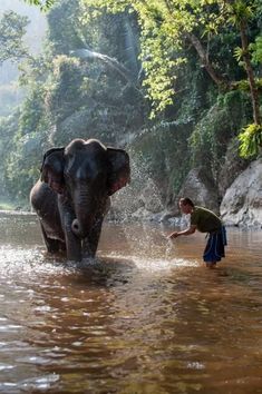 an elephant is walking through the water while a man stands in it's trunk