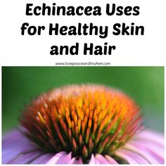 Echinacea is known for its herbal, antibiotic, and healing properties, but there are several more Echinacea uses that are less commonly known. Healthy Hair And Skin, Ayurvedic Skin Care, Foods For Healthy Skin, For Healthy Hair, Oil For Hair, For Healthy Skin, Food Photography Tips, Skin Care System