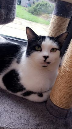 a black and white cat sitting on top of a scratching post