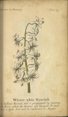 an old book with flowers on it and writing in the bottom right corner that reads winter white hyacinh