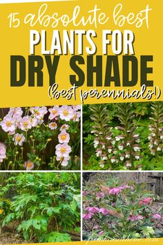 the best plants for dry shade are here