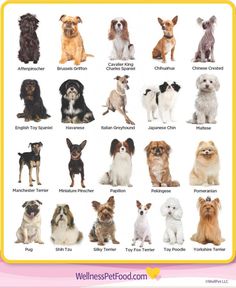 a poster with many different breeds of dogs