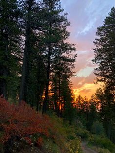 the sun is setting in the distance behind some tall pine trees and bushes on a dirt path