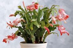 a potted plant with pink flowers in it