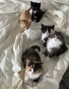 four kittens are sitting on a bed with the caption gang we pull up