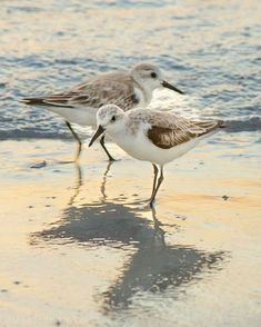 two birds are standing on the beach near the water