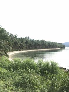 the beach is lined with palm trees and bushes, along with an ocean shore that stretches into the distance