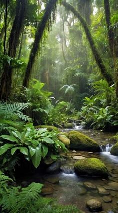 a stream running through a lush green forest filled with lots of trees and plants on top of rocks