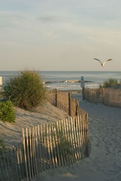 a bird flying over the top of a sandy beach next to the ocean and grass