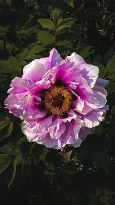 a large pink flower with green leaves in the background