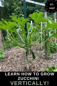 an image of a vegetable garden with the words learn how to grow zucchini vertically