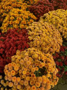 many different colored flowers are arranged together in the same pattern and color as they appear to be blooming