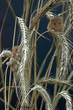 two small brown mice sitting on top of some tall wheat stalks in front of a black background