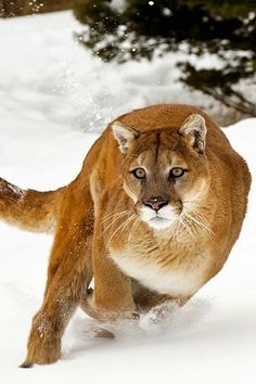 a mountain lion running through the snow