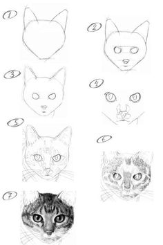 six different types of cats'heads drawn in one point, each with their own cat's eyes