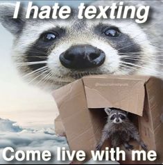 a raccoon is poking its head out of a cardboard box with the caption, i hate texting come live with me