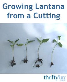 the cover of growing lanana from a cutting