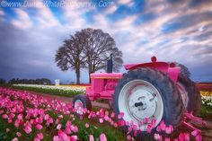 a pink tractor is parked in the middle of a field full of tulips