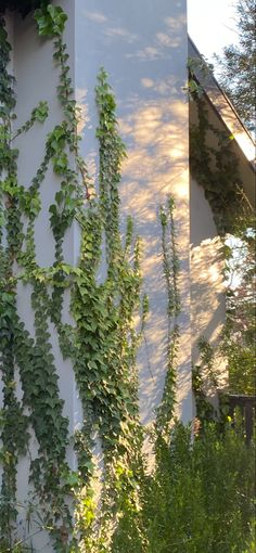 ivy growing on the side of a building