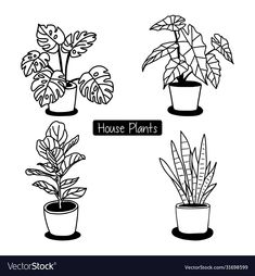 four house plants in pots on a white background