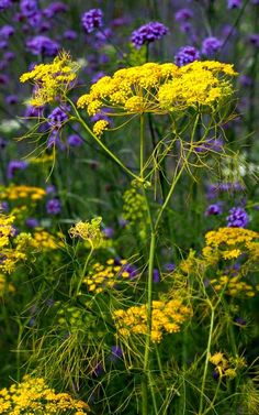 yellow and purple flowers in the middle of a field