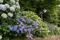 blue and white flowers growing on the side of a stone wall in front of trees