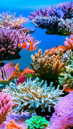 an aquarium filled with lots of different types of corals and sea creatures in the water