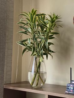 a plant in a vase sitting on a shelf next to a clock and some books