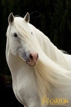 a white horse with long hair standing in front of trees