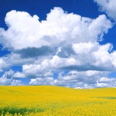 a field full of yellow flowers under a blue sky with white clouds in the background