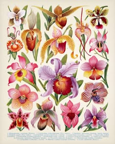 an illustration of orchids and other flowers