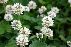 some white flowers are growing in the grass