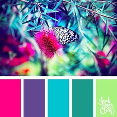 the color palette is blue, green, pink and purple with an image of a butterfly on