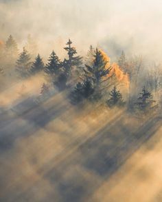 an aerial view of trees and fog in the air with sunbeams on them