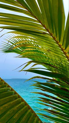 palm and ocean view Aesthetic Maldives, Aesthetic Coconut, Island Aesthetic, Ocean Aesthetic, Water Sea, Watercolor Projects, Lake Beach, Beach Water