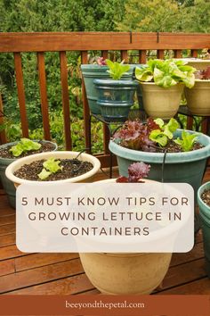 several potted plants with the words 5 must know tips for growing lettuce in containers