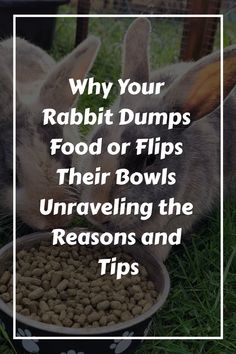 a rabbit eating food out of a bowl with the words why your rabbit dumps food or tips their bowls unraveling the reason and tips