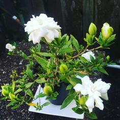 some white flowers are in a black pot