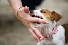 a dog is being petted by someone's hand