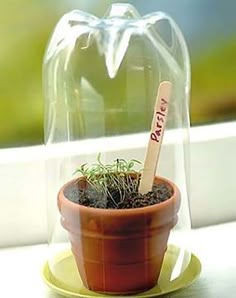 a small potted plant with a wooden stick sticking out of it