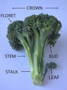 a bunch of broccoli with parts labeled Broccoli Leaves, Earth Colour Palette, Broccoli Plant, Broccoli Crowns, Pet Advice, Broccoli Recipes, What Is The Difference Between, More Recipes, All About Plants