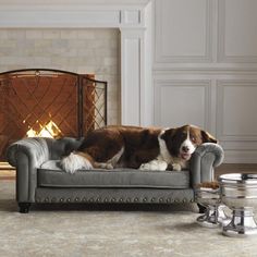 a brown and white dog laying on top of a couch next to a fire place