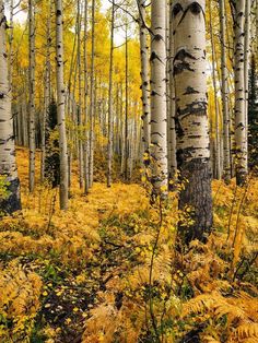 Nature Photography High Quality, Colorado In The Fall, Tree Grove, Aspen Forest, Aspen Leaves, Aspen Grove