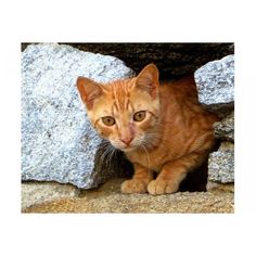 an orange tabby cat sitting in the corner of a rock wall looking at the camera