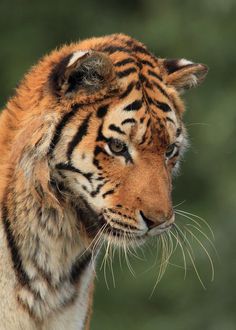 a close up of a tiger looking off into the distance